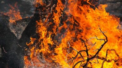 17 نفر برای آتش سوزی های جنگل های لرستان دستگیر می‌شوند