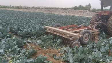 آبیاری مزرعه کلم ‌بروکلی در ‌اورین بهارستان با آب فاضلاب!