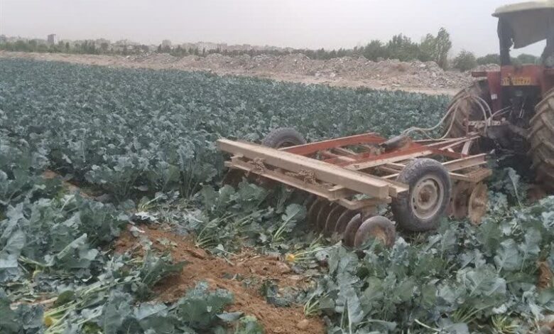 آبیاری مزرعه کلم ‌بروکلی در ‌اورین بهارستان با آب فاضلاب!