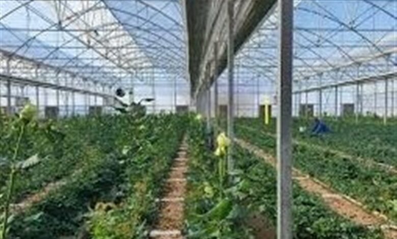 بازدید وزیر کشور از بزرگترین گلخانه شمالغرب