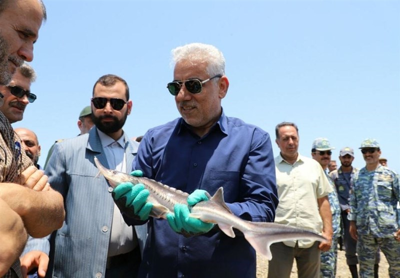 برخی کشورها نسل ماهیان خاویاری را منقرض کردند