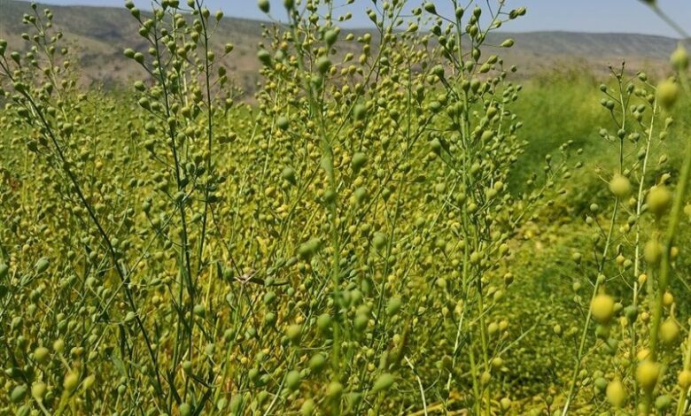 ثبت رکورد جهانی تولید کاملینا در لرستان