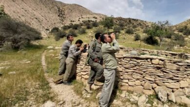 سقوط یک محیط‌بان در منطقه کوهستانی بیرمی تنگستان