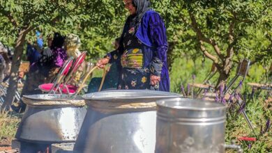 سلطانیه میزبان دومین جشنواره گل محمدی و گلاب‌گیری