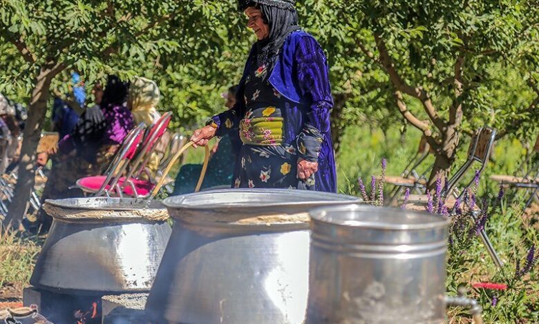 سلطانیه میزبان دومین جشنواره گل محمدی و گلاب‌گیری