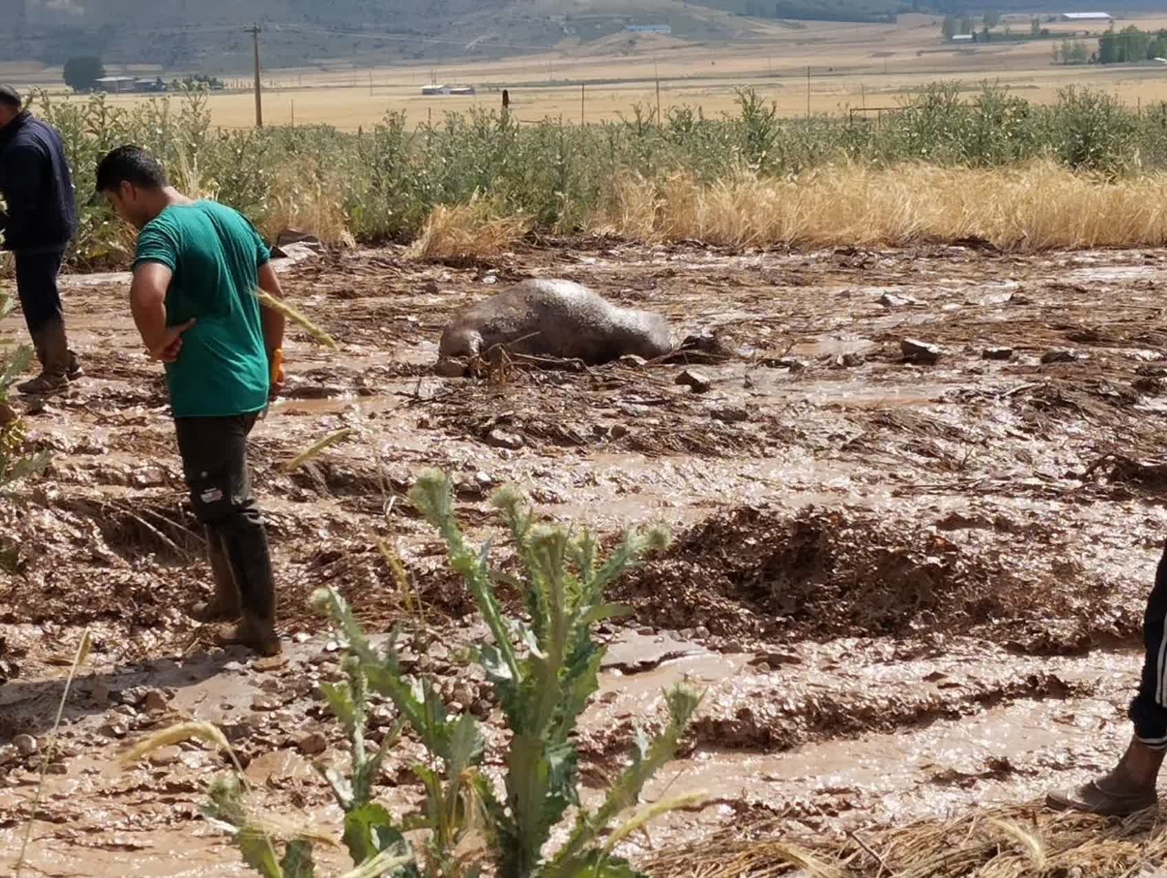 سیل در 6 روستای بخش کجور نوشهر + فیلم