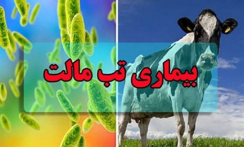 شناسایی بیش از 400 بیمار مبتلا به تب مالت در استان کرمان