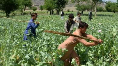 نگرانی اتحادیه اروپا از منع کشت خشخاش در افغانستان