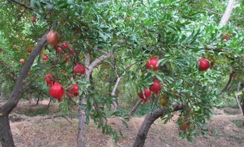 هوش مصنوعی به کمک کشت انار می‌آید