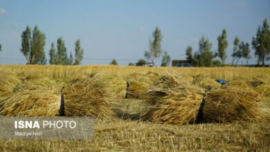 وعده‌ دولت برای تسویه طلب گندم‌کاران؛ منابع لازم پیش‌بینی شده است