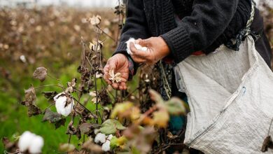 پیش‌بینی برداشت 17.5 هزار تن پنبه از مزارع خراسان جنوبی