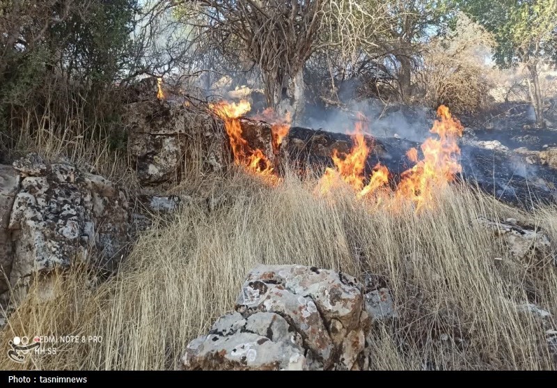 آتش سوزی جنگل ها و مراتع , جنگل , 