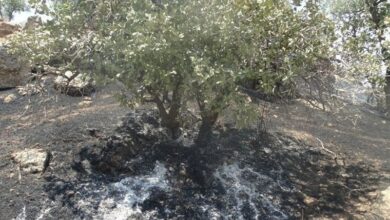 آتش‌سوزی جنگل‌های خامی در باشت مهار شد + تصاویر