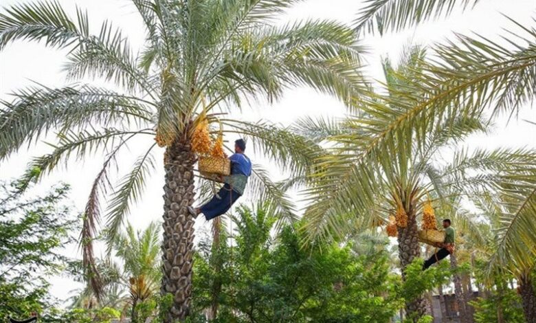 آغاز برداشت نخستین محصول نخلستان‌های استان بوشهر