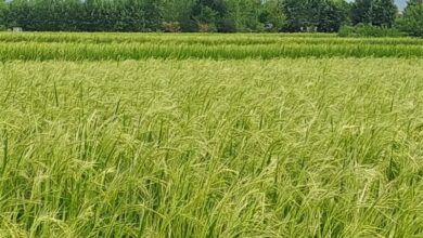 افزایش 10 درصدی تولید برنج مازندران