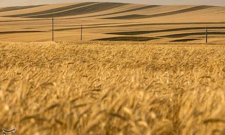 افزایش خرید گندم در لرستان/ کوهدشت در صدر برداشت