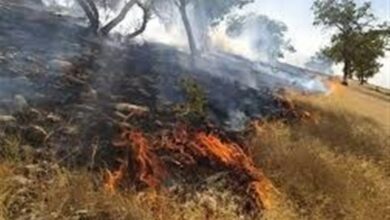 انسان عامل 95 درصد آتش‌سوزی‌های جنگل اولنگ