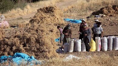 خرید تضمینی ‌7 هزار میلیارد گندم از کشاورزان لرستان