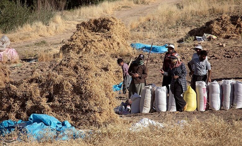 خرید تضمینی ‌7 هزار میلیارد گندم از کشاورزان لرستان