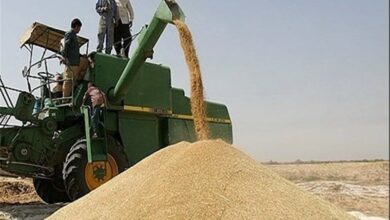 رشد 63 درصدی خرید گندم در خراسان شمالی
