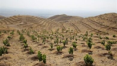 روستای جابوز خلیل آباد پیشرو در طرح ملی کاشت 1میلیارد درخت