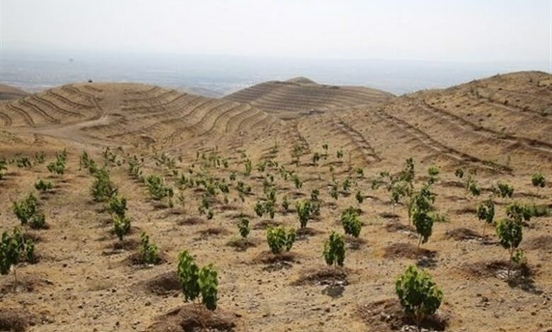 روستای جابوز خلیل آباد پیشرو در طرح ملی کاشت 1میلیارد درخت