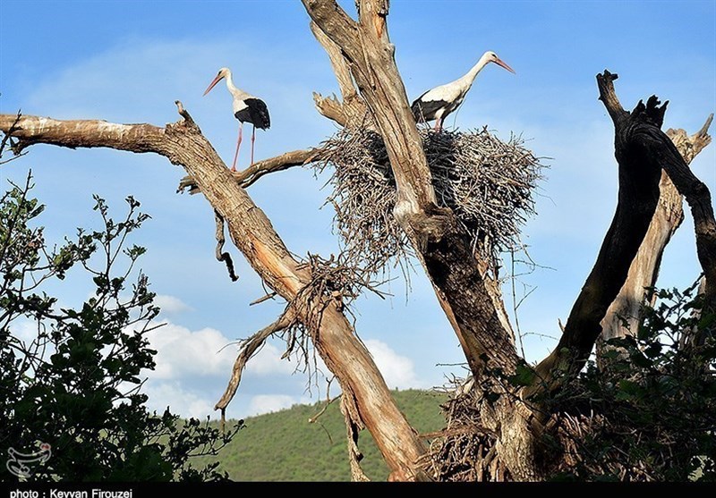 زیستگاه لک‌لک‌ها در روستای دره‌ تفی مریوان ثبت ملی شد