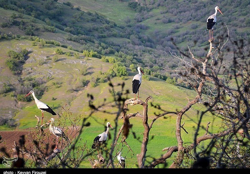 زیستگاه لک‌لک‌ها در روستای دره‌ تفی مریوان ثبت ملی شد