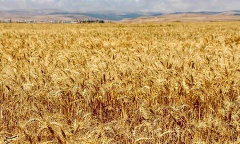 سازمان بازرسی پیگر مطالبات گندم‌کاران کردستانی شد