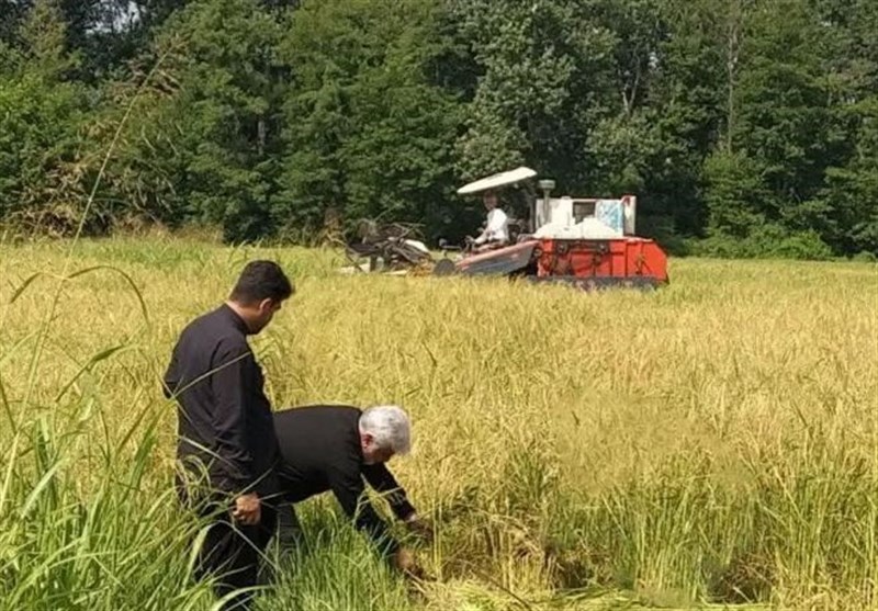 سهم 100 هزار تن تولید شلتوک آستانه اشرفیه در گیلان