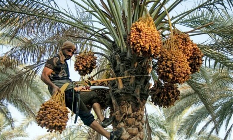 سیستان و بلوچستان قطب تولید خرمای کشور + فیلم