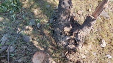 شیوع آفت و خشکیدگی؛ علت قطع درختان خیابان 22 بهمن کاشان است