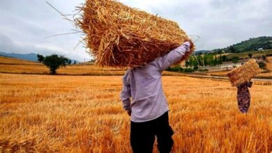 فعال‌سازی مراکز خرید گندم در مناطق کوهستانی مازندران