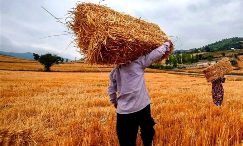 فعال‌سازی مراکز خرید گندم در مناطق کوهستانی مازندران