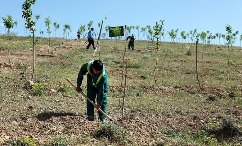 لزوم توسعه کمربند سبز برای مقابله با ریزگردها در قم