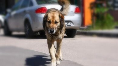 مدیریت سگ‌های ولگرد در شیراز با اجرای راهکارهای علمی