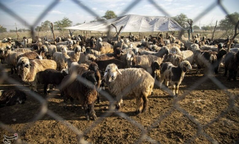 واکسیناسیون رایگان دام بومی، صنعتی و طیور در استان بوشهر