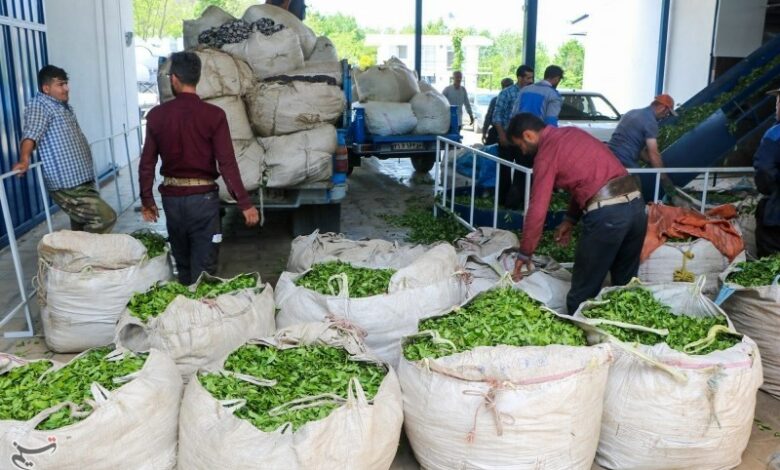 پرداخت 48 درصدی قدرالسهم دولت به چایکاران