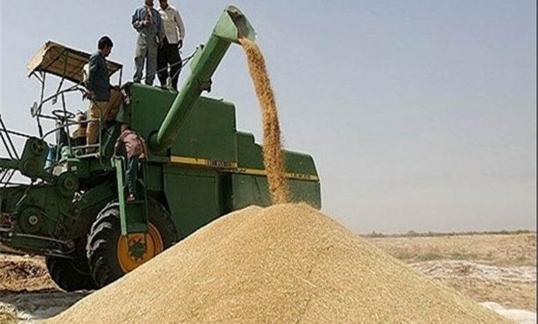 پرداخت 97 درصد مطالبات گندمکاران استان بوشهر