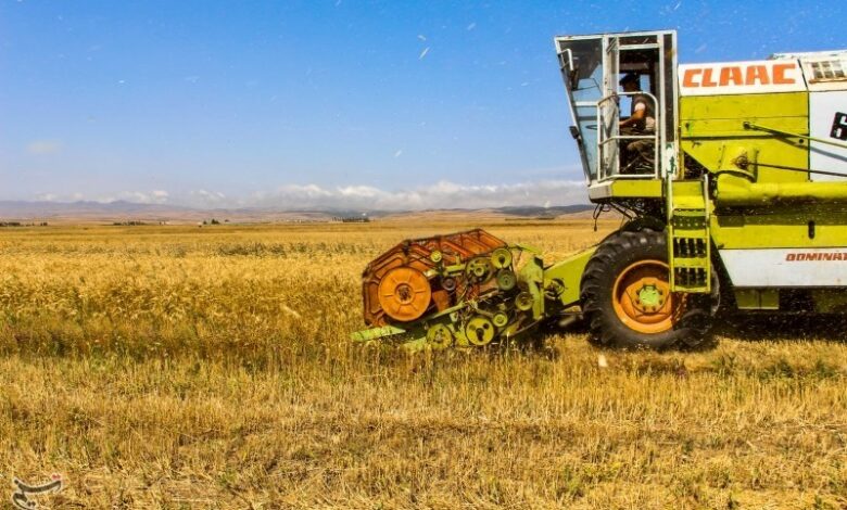 پرداخت مطالبات گندمکاران آذربایجان شرقی آغاز شد