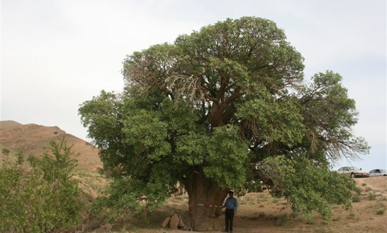 5 اثر جدید میراث‌طبیعی چهارمحال و بختیاری ثبت ملی شد