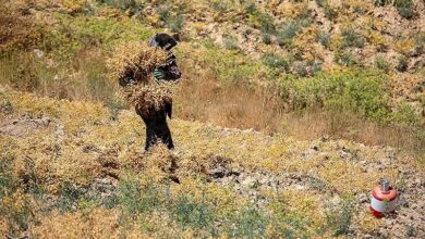 برداشت 50 هزار تن نخود از مزارع لرستان