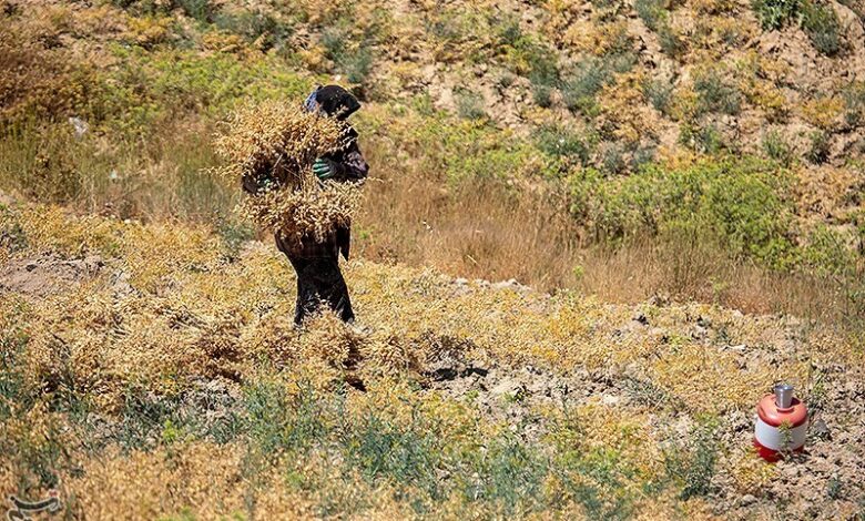 برداشت 50 هزار تن نخود از مزارع لرستان