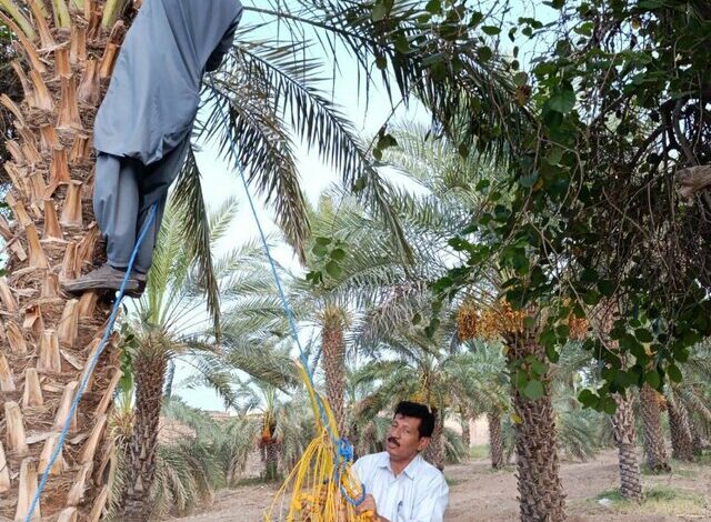 خرمای ایران به چه کشورهایی صادر می‌شود؟ / قوانین خلق‌الساعه مانع اصلی صادرات