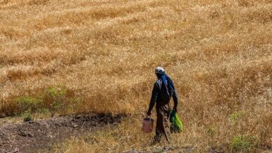 خرید تضمینی 496 هزار تن گندم از کشاورزان لرستان