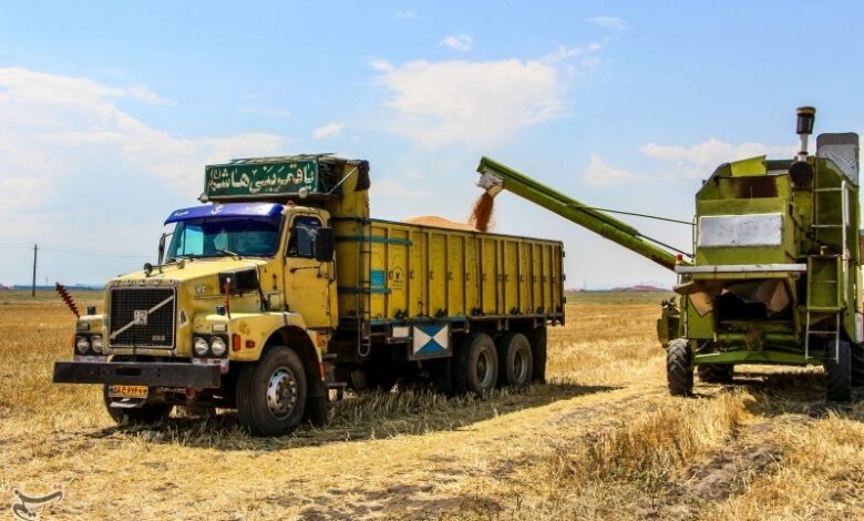 پرداخت 9 هزار میلیارد از مطالبات گندم‌کاران هرمزگانی