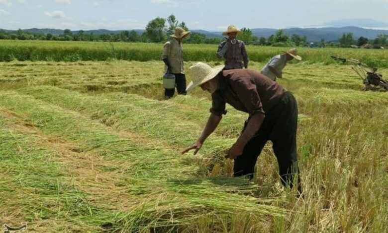 پیش‌بینی برداشت 170 هزار هکتار از شالیزارهای گیلان