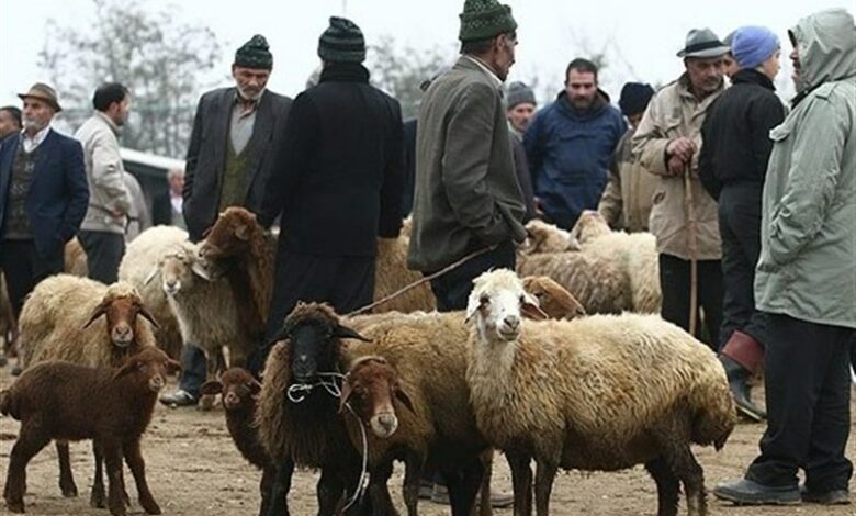 کاهش قیمت دام زنده به کیلویی 250 تا 270 هزار تومان