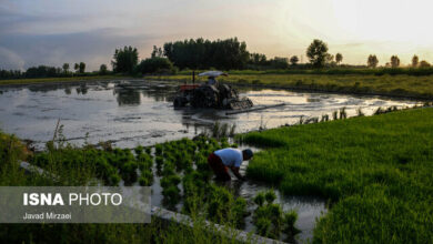 کشت فراسرزمینی؛ فرصتی برای دستیابی به امنیت غذایی