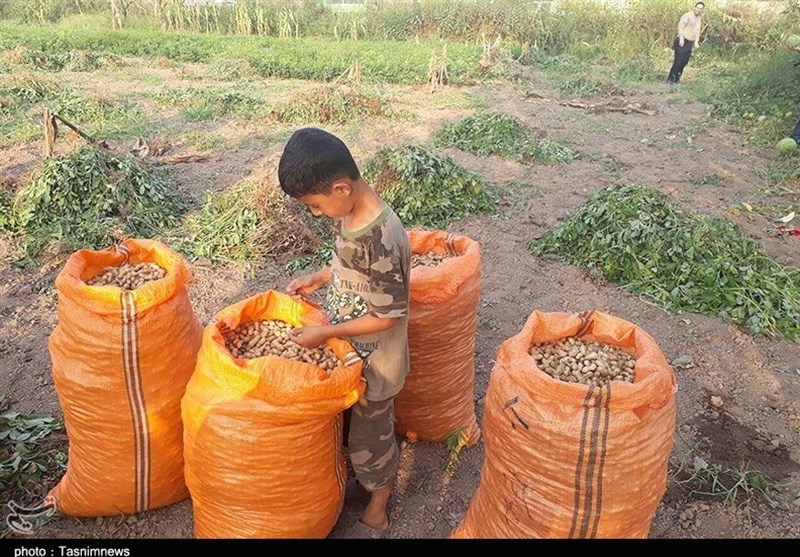 گلایه کشاورزان آستانه اشرفیه از واردات بادام زمینی‌ به ایران